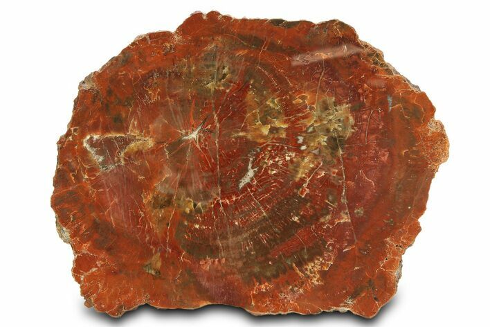 Vibrant Red Petrified Wood (Araucarioxylon) End Cut - Arizona #307989